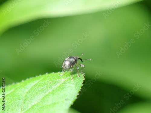 Small Black Insect Resting on a Green Leaf

