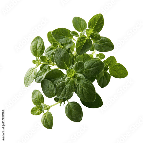 Fresh oregano sprigs with vibrant green leaves in soft studio lighting isolated on transparent background