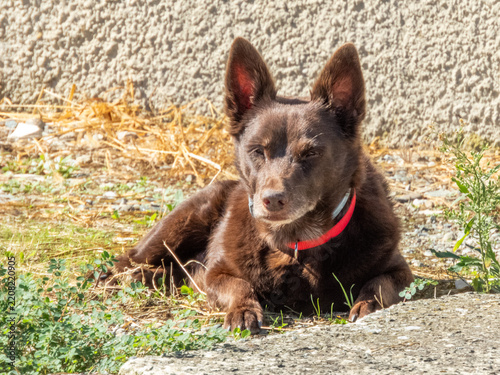 cane domestico meticcio al sole