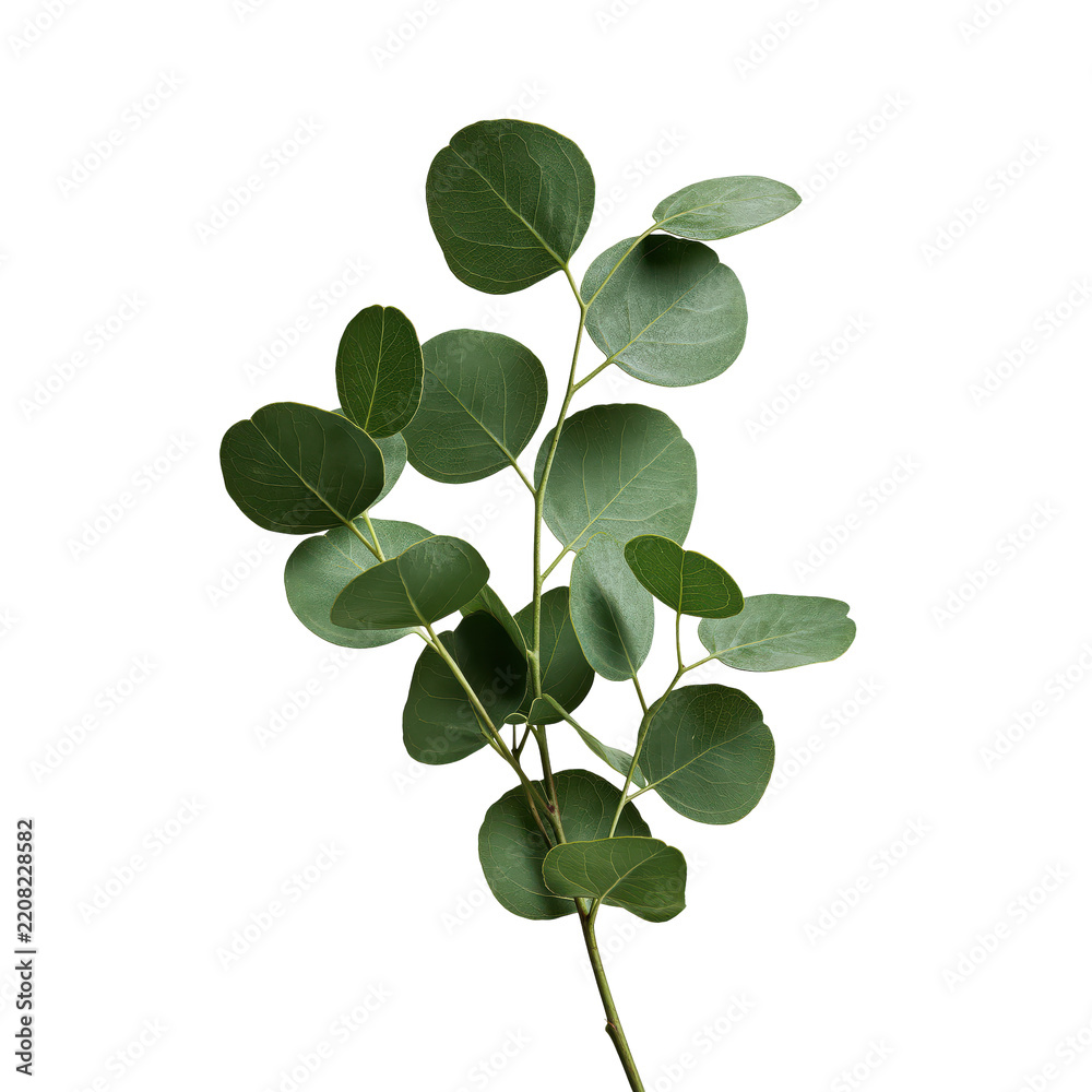 Obraz premium Eucalyptus branch with round leaves against soft studio lighting isolated on transparent background
