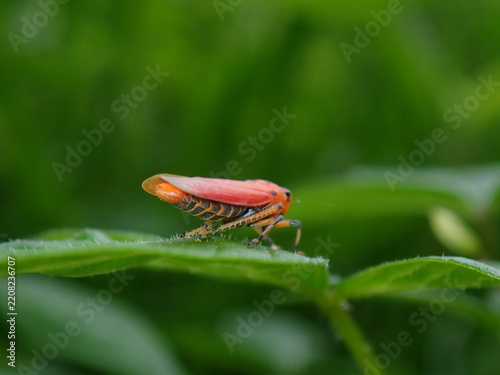 Red Orange Leafhopper on Green Leaf
