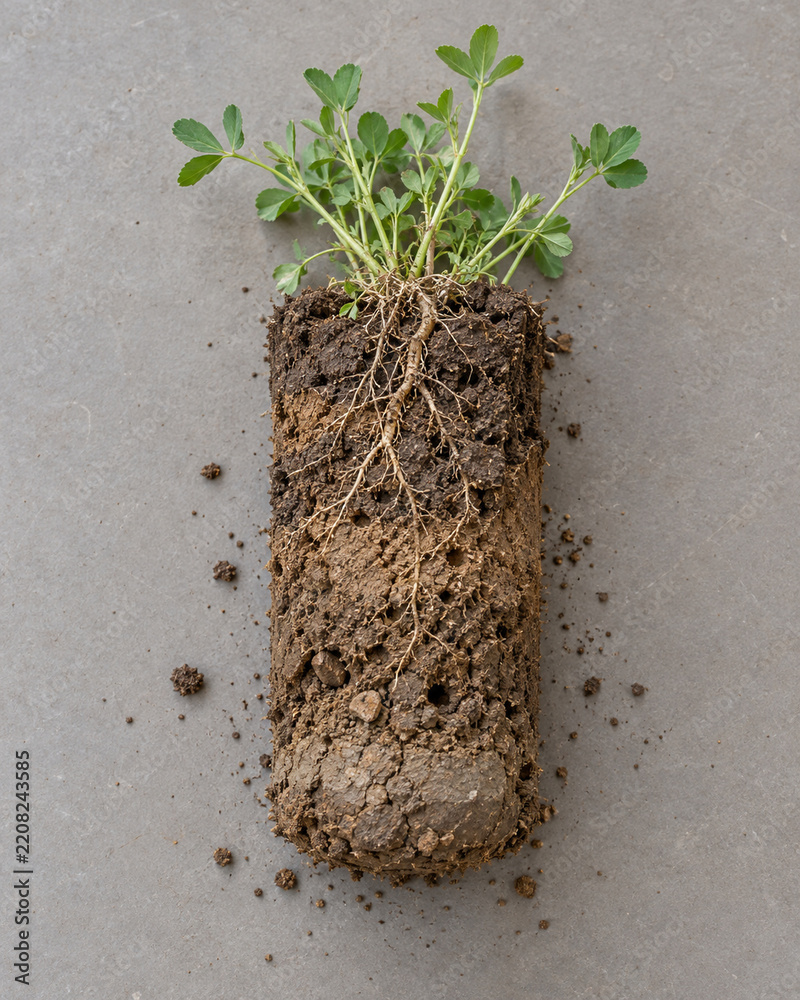 Fototapeta premium Alfalfa In Intact Soil Core
