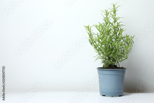 Rosemary plant growing in pot on white table, close-up. Aromatic herb.