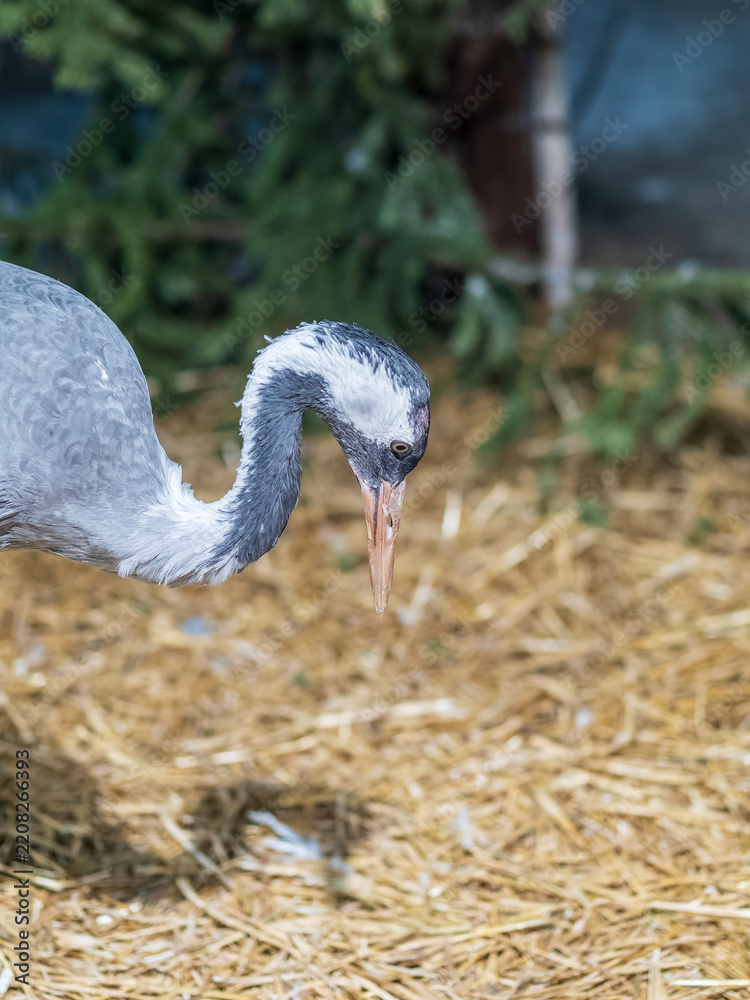 Obraz premium Close-up profile of a Common Crane (Grus grus) with red crown patch on a blurred forest background.