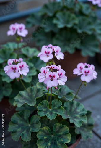Gardening and horticulture concept, blooming pink geranium flowers in pots for home decor and spring landscaping design in a backyard patio setting