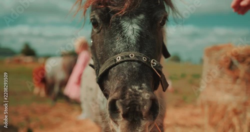 Cute spotted pony approaches the camera and touches the lens with its nose while a young boy and girl spend time with ponies on a farm. Playful close interaction with a curious animal. High quality 4k