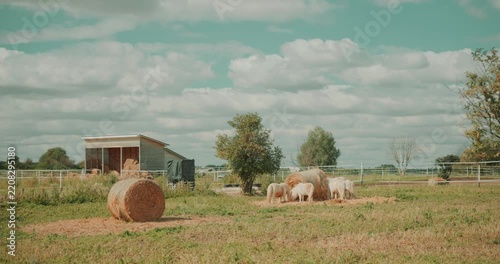 Wide static view of a rural horse farm with several small white ponies grazing and resting in an open pasture. Hay bales, farm buildings and countryside landscape in the background. High quality 4k