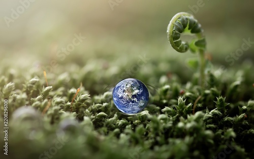 Miniature Earth Globe Amidst Green Mossy Grass With Fern Growth