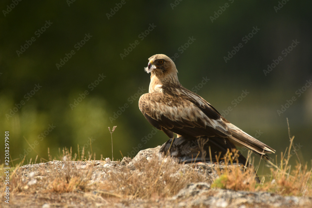Fototapeta premium aguila calzada
