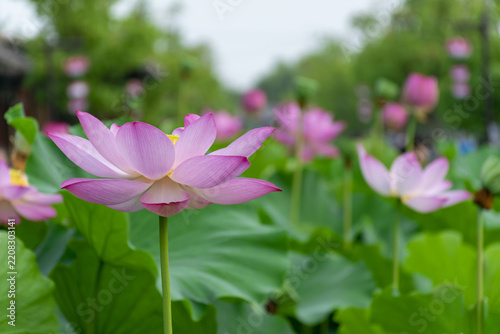 Blooming Pink Lotus Flowers in a Lush Summer Garden