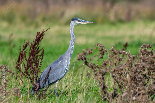 Grey heron (Ardea cinerea) immature foraging in grassland in autumn / fall