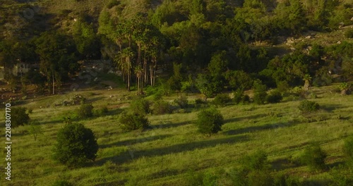 Aerial view of a sunlit meadow with oaks and fan palms