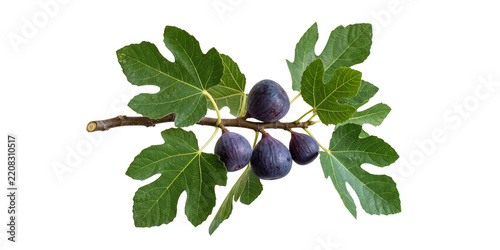 Fresh figs on a branch with green leaves PNG with alpha channel