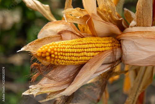 Ripe dry corn cob hanging on golden stalk, autumn maize harvest and agricultural crop concept