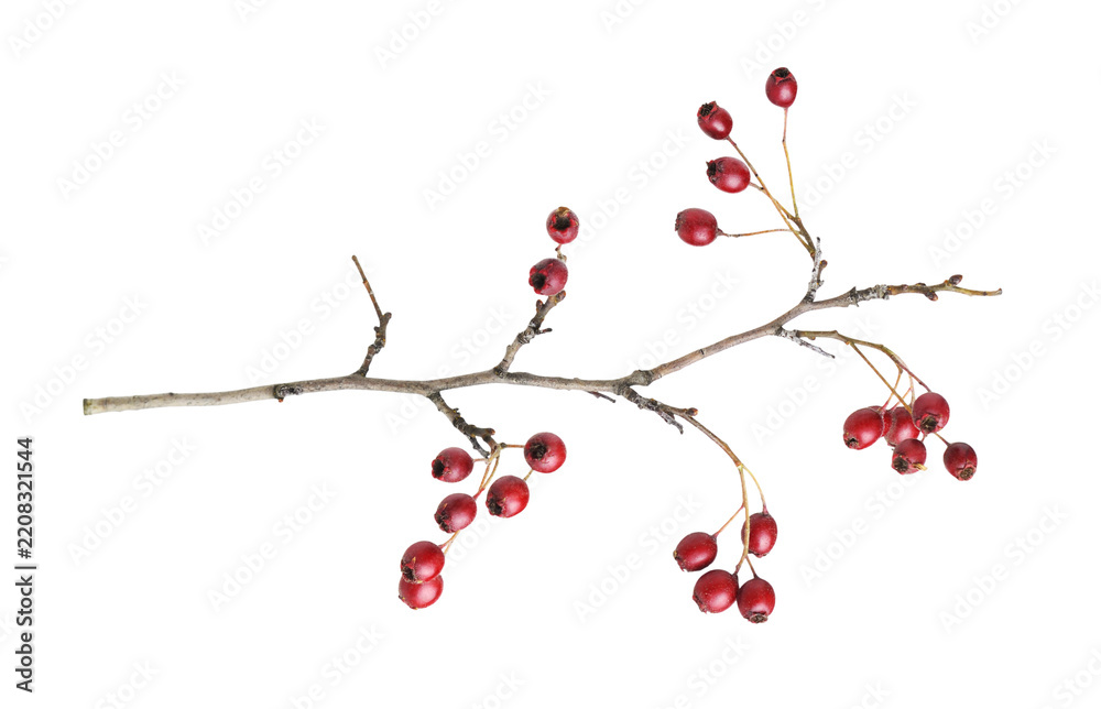 Fototapeta premium Autumn twig with small red berries of hawthorn isolated on white or transparent background