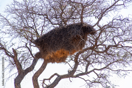 Nid de républicains sociaux ou tisserands sociables (Philetairus socius), sur la route de Windhoek à Sesriem, Namibie, Afrique