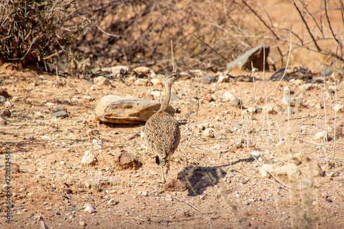 Outarde houppette, Red-crested Korhaan (Lophotis ruficrista), sur la route de Windhoek à Sesriem, Namibie, Afrique