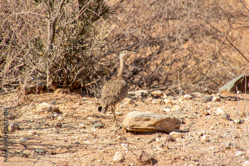 Outarde houppette, Red-crested Korhaan (Lophotis ruficrista), sur la route de Windhoek à Sesriem, Namibie, Afrique