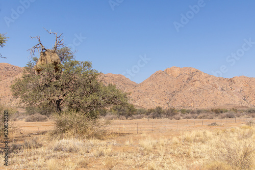 Nid de républicains sociaux ou tisserands sociables (Philetairus socius), sur la route de Windhoek à Sesriem, Namibie, Afrique