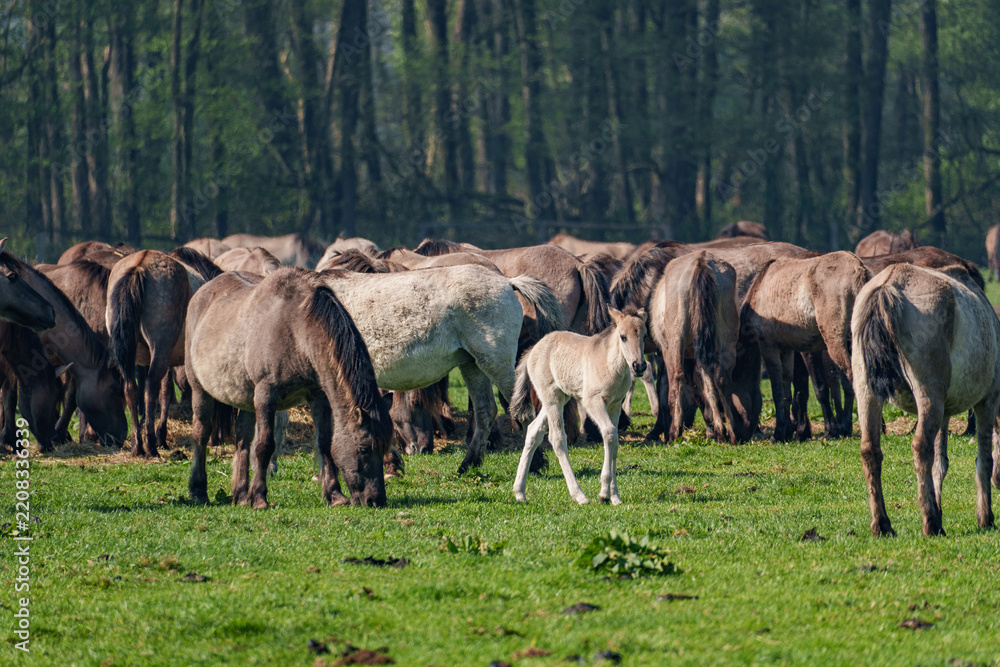 Fototapeta premium Wildpferde im Münsterland