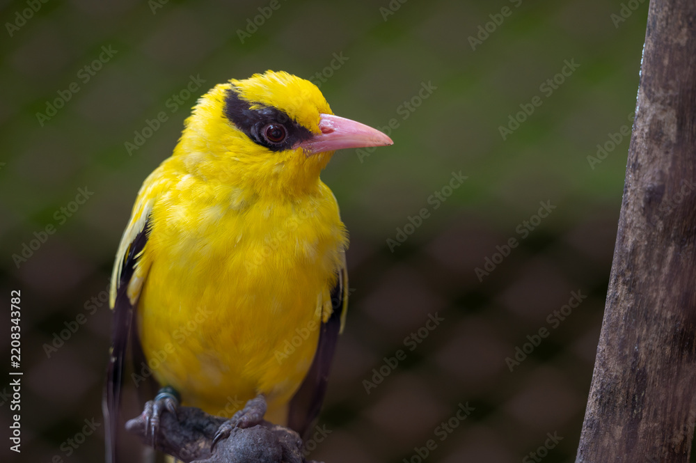 Fototapeta premium Black-naped Oriole (Oriolus chinensis) perched on the ground, showcasing vibrant bright yellow plumage, pink beak, and distinctive black eye mask.