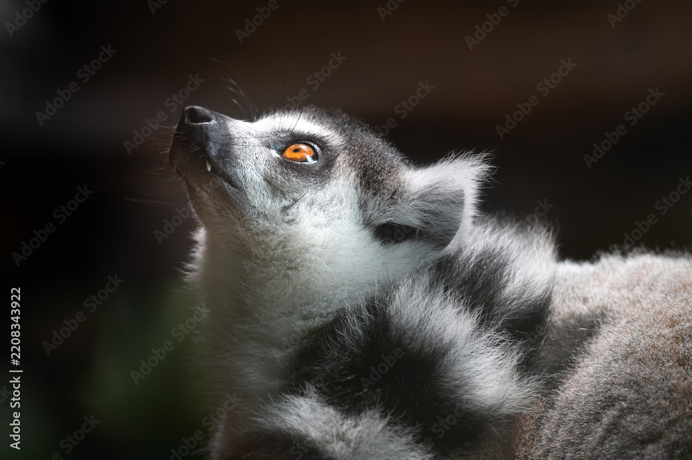 Obraz premium Close-up profile portrait of a Ring-tailed Lemur (Lemur catta) looking upward with bright orange eyes against a dark background.