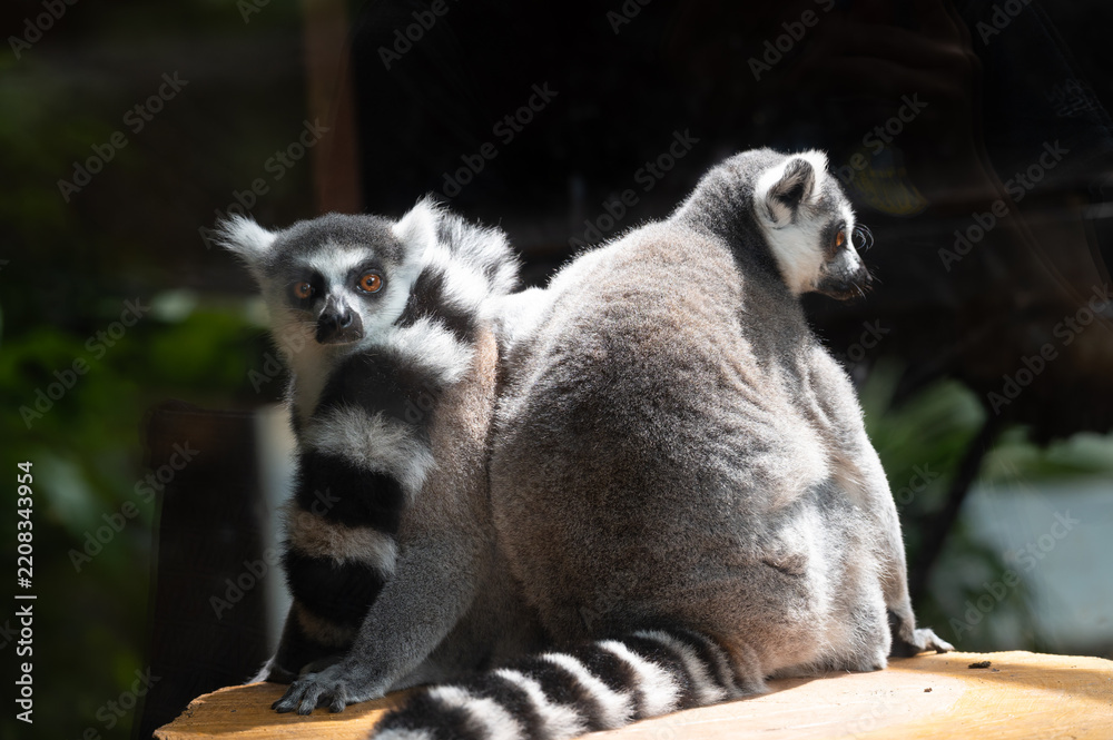 Obraz premium Two Ring-tailed Lemurs (Lemur catta) sitting together on a wooden surface, one looking at the camera while showing their iconic black and white striped tails.