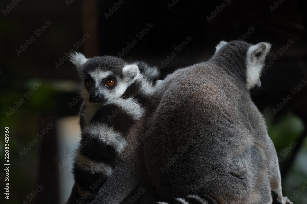 Obraz premium Two Ring-tailed Lemurs (Lemur catta) sitting together on a wooden surface, one looking at the camera while showing their iconic black and white striped tails.