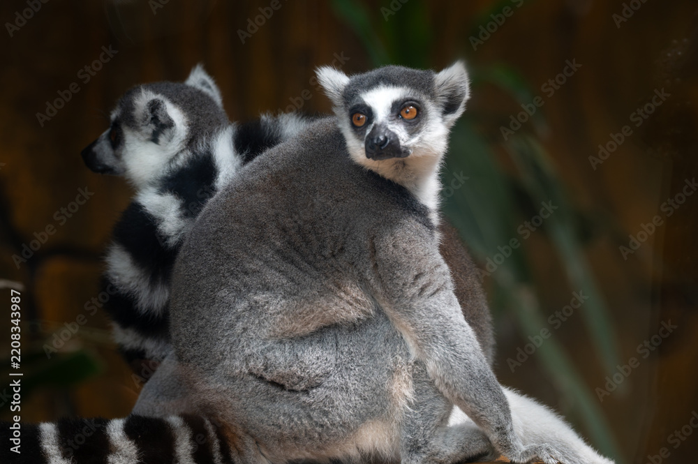 Obraz premium Two Ring-tailed Lemurs (Lemur catta) sitting together on a wooden surface, one looking at the camera while showing their iconic black and white striped tails.