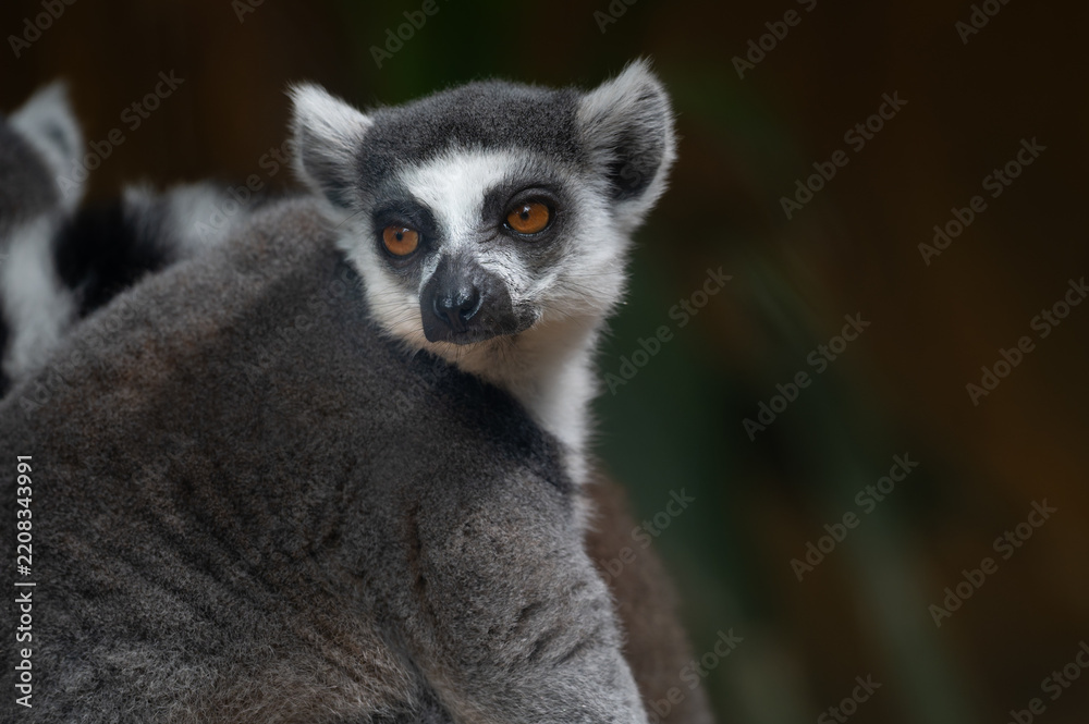 Obraz premium Close-up portrait of a Ring-tailed Lemur (Lemur catta) looking back over its shoulder with striking amber orange eyes.