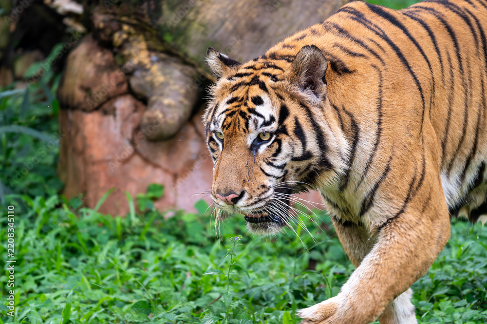 Obraz premium Majestic Sumatran tiger (Panthera tigris sumatrae) prowling forward through dense green foliage, looking directly into the camera with an intense gaze.