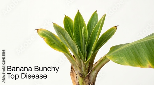 Young banana plant exhibiting severe symptoms of bunchy top disease including stunted and yellowed leaves
