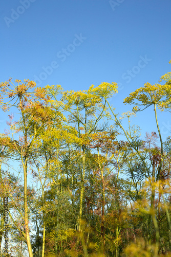 Blooming dill flowers under a bright blue sky in an organic garden. Culinary herbs, homegrown umbrella dill and sustainable agriculture concept.