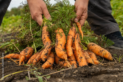 Hands hold freshly harvested carrots with soil in garden bed. Carrot bundle rests on earth, still attached to leafy tops, while person gathers muddy roots with focused, satisfied expression.