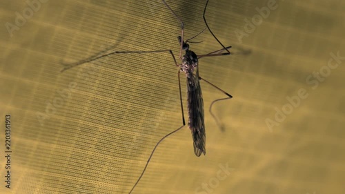 Close-up shot of a daddy long-legs insect inside a tent at night