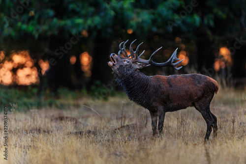Red Deer Stag Cervus elaphus Roaring in Profile During the Autumn Rut with Dark Woodland and Warm Sunset Bokeh in the Background