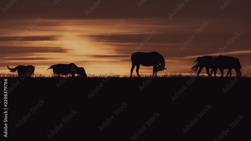 Obraz premium Horses grazing in silhouette beneath a dramatic layered sunset sky