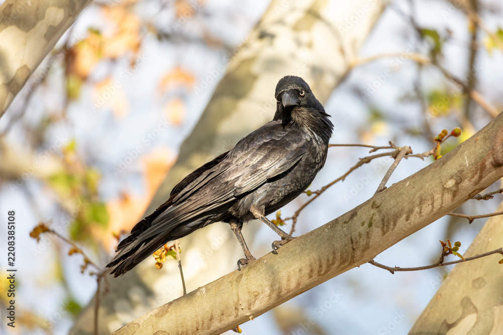 Obraz premium Photograph of an Australian Raven black bird standing on a branch in a tree on a sunny day in the Western Sydney town of Penrith in New South Wales, Australia