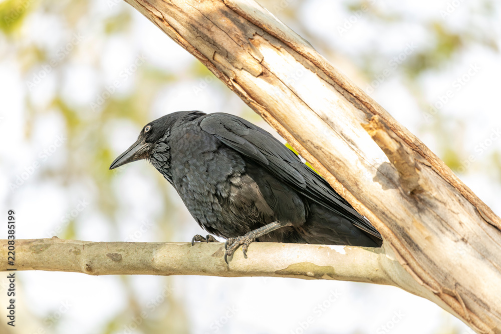 Obraz premium Photograph of an Australian Raven black bird standing on a branch in a tree on a sunny day in the Western Sydney town of Penrith in New South Wales, Australia
