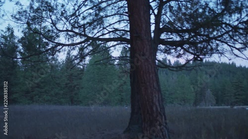 Dawn light over a meadow with a ponderosa pine tree and forest behind