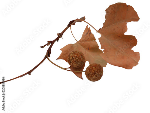 feuille sèche de platane et son fruit
