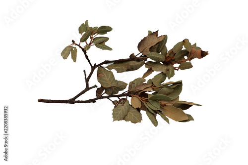 feuille du chêne et ses glands