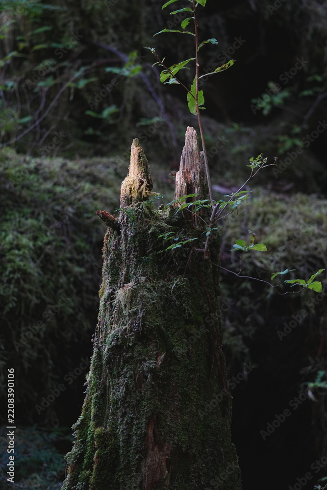 Obraz premium Old weathered cedar tree stump in a green forest