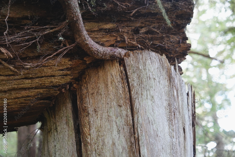 Obraz premium Old weathered cedar tree stump in a green forest