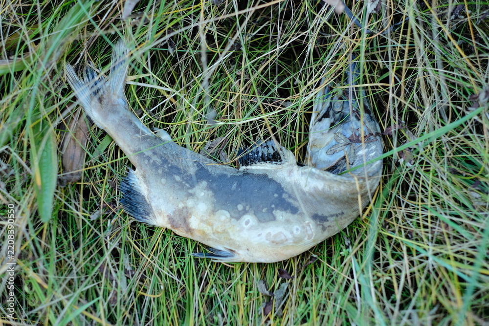 Obraz premium Dead fish lying on green grass and reeds