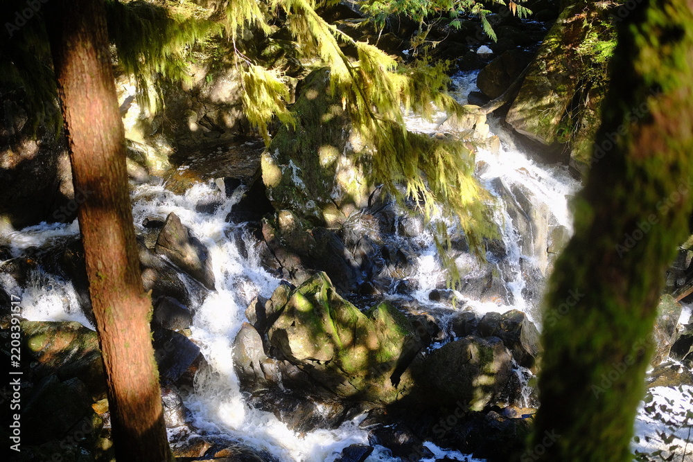 Fototapeta premium Waterfall between mossy trunks in a sunlit forest
