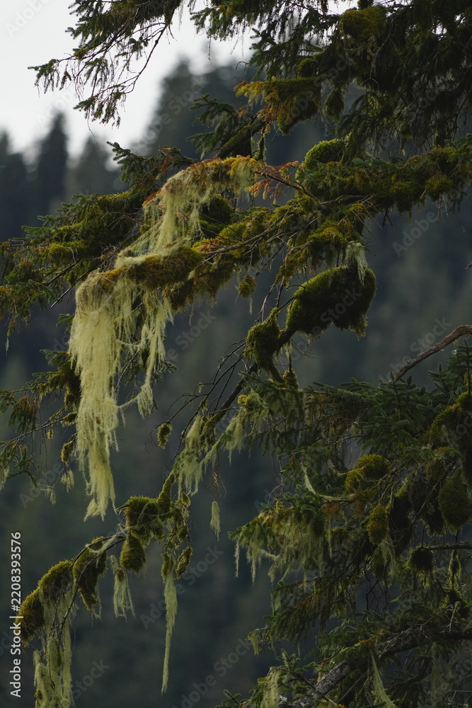 Obraz premium Lichen hanging from branches