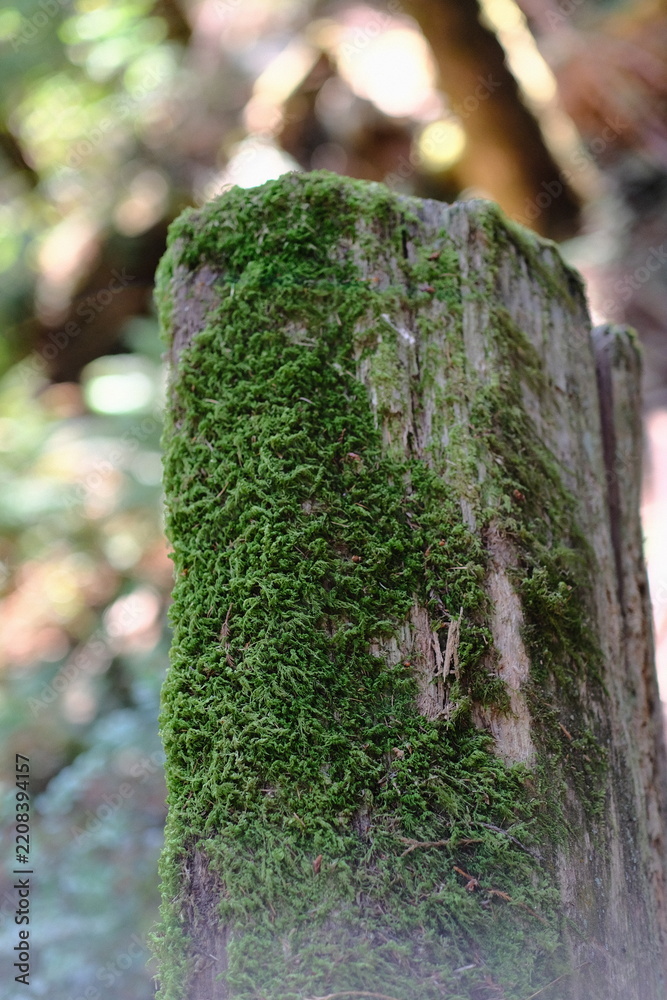 Obraz premium Moss covered stump