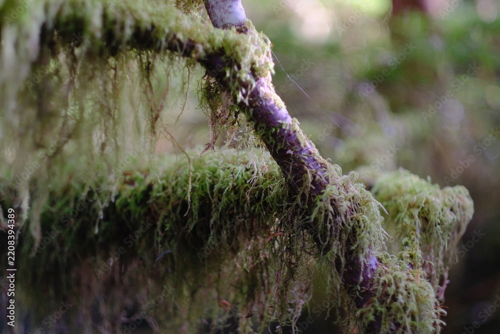 Fototapeta premium Moss covered wood