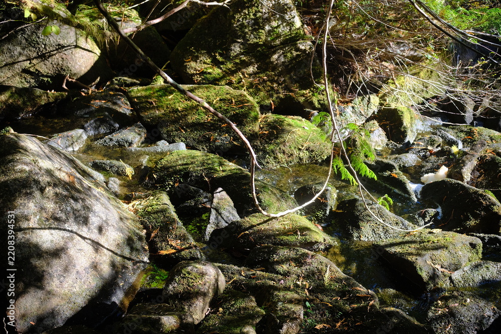 Obraz premium Mossy rocks in the forest